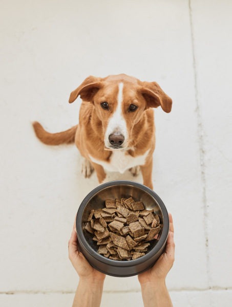 dog food similar to kibble
